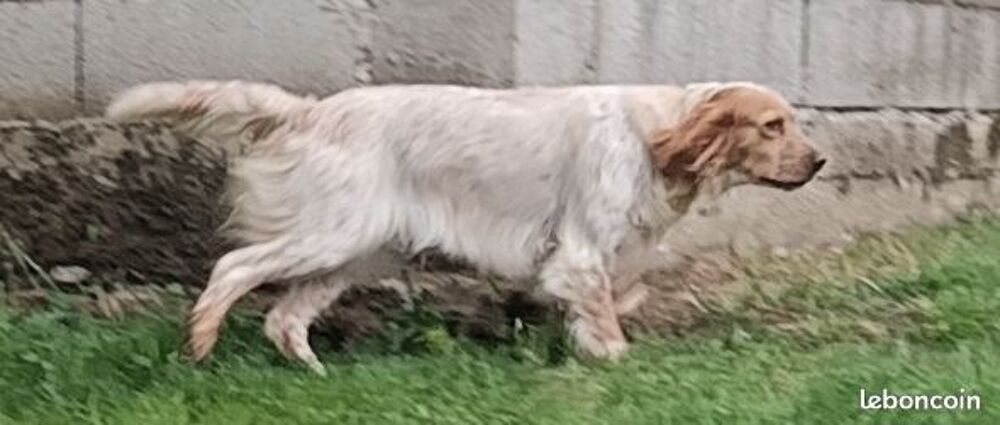   Femelle setter Lemon 