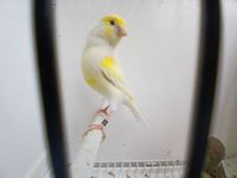   Couple de canaris  