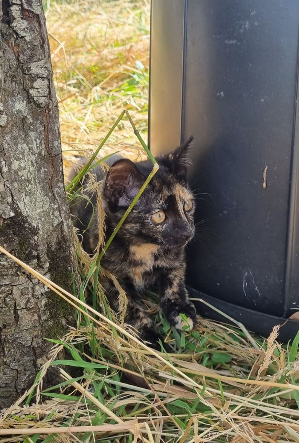   Don chaton 
