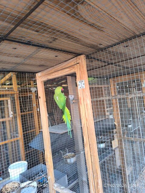 Perruche &agrave; collier 100 71370 Saint-germain-du-plain