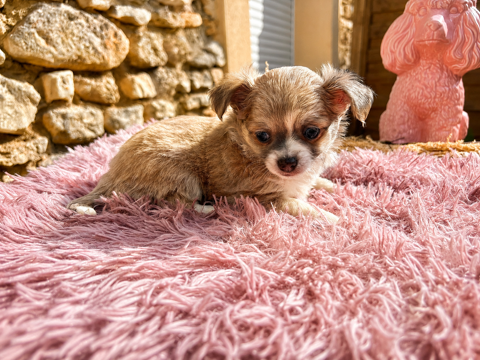 &Agrave; r&eacute;server ? Magnifique chiot Chihuahua m&acirc;le 950 78650 Saulx-marchais