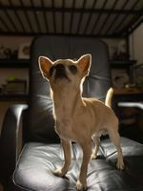   Saillie chihuahua 