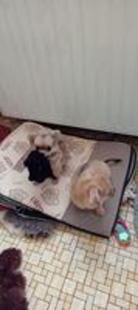   Chiot chihuahua mâle poils longs
Vaccins et puce  