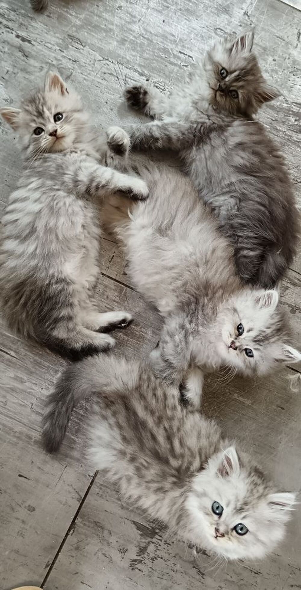  chaton persan chinchilla x maine coon  