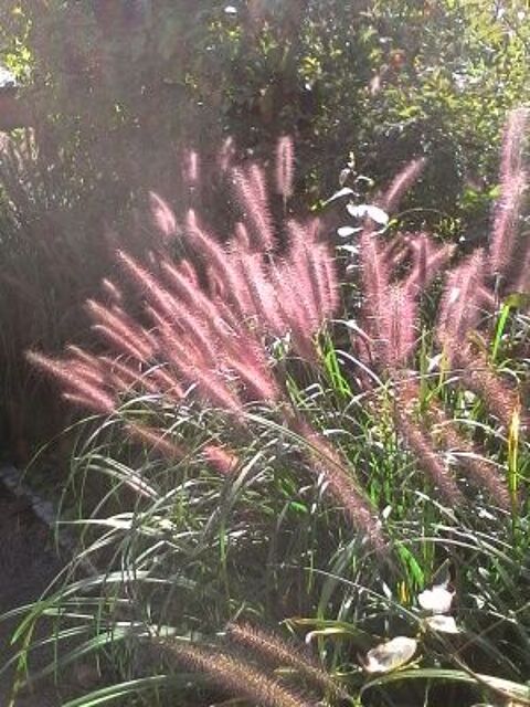 Graminées pennisetum violine 6 Miannay (80)