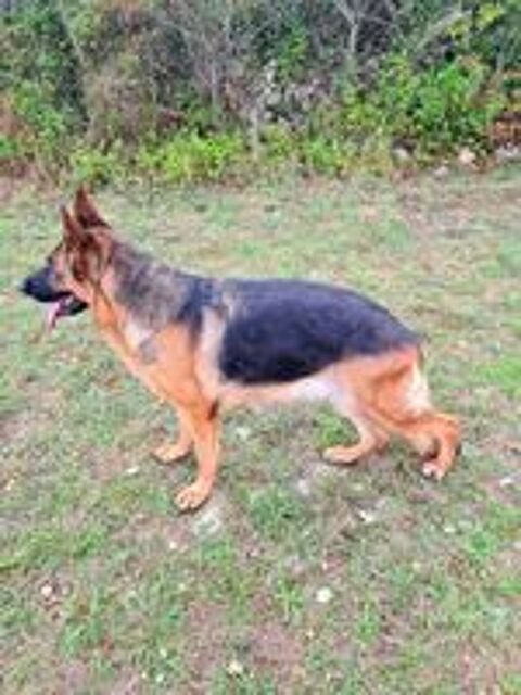   Chiot Berger Allemand LOF  