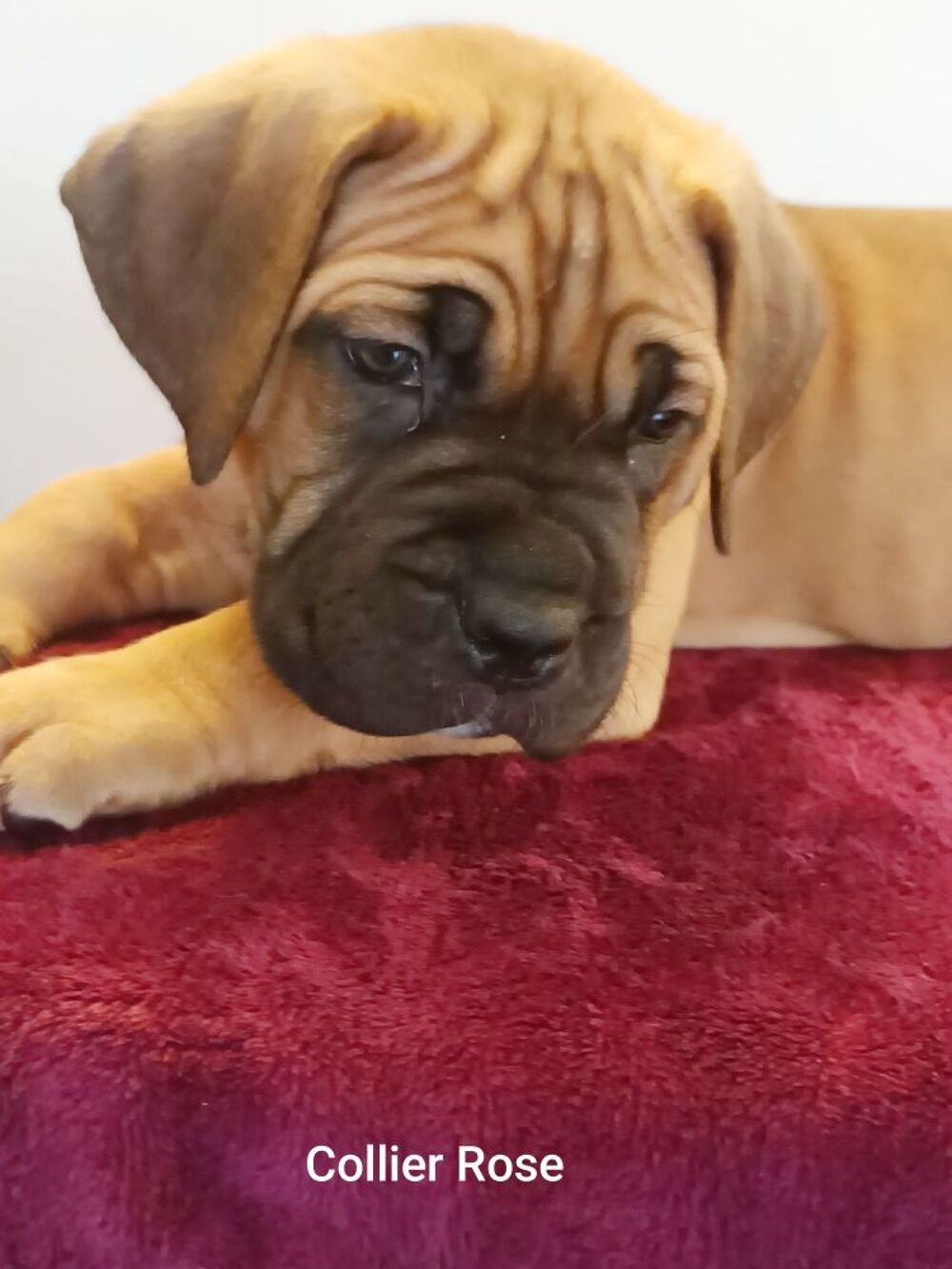   Portée Familiale Cane Corso femelles couleurs fauves rouges  