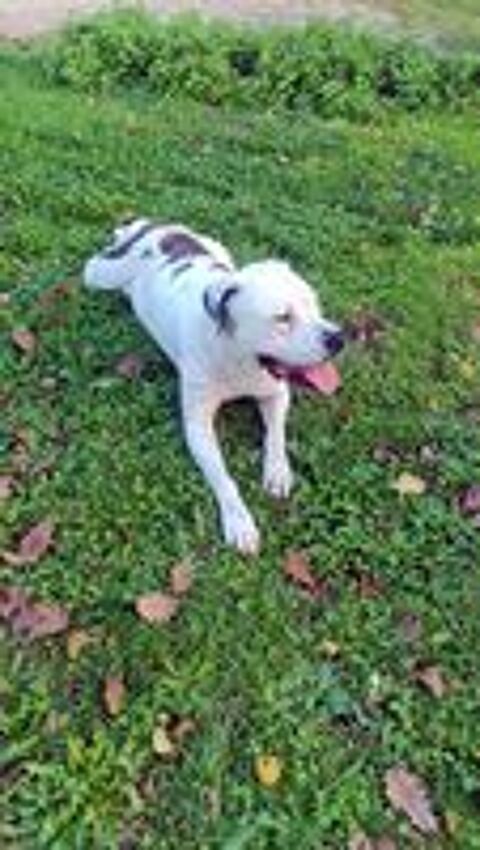   ORANE, magnifique Bouledogue Amricain croise Dogue Argentin  adopter via l'association UMA  