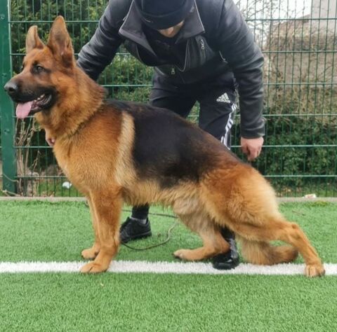 Disponible pour saillies 39100 Brevans
