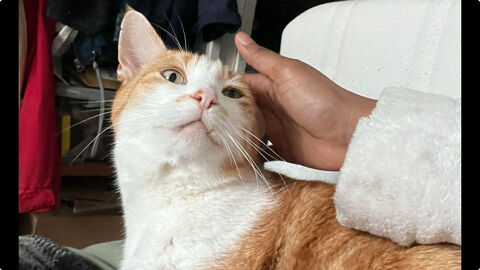 ROUXY CHERCHE UNE FAMILLE POUR LA VIE&nbsp; 90 75013 Paris