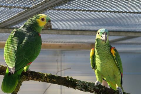 Couple de Perroquet 2500 32290 Aignan