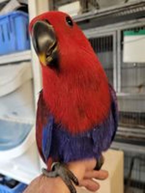   ECLECTUS FEMELLE 