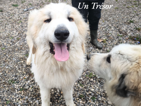 Montagne des Pyr&eacute;n&eacute;es dit patou 0 34130 Lansargues