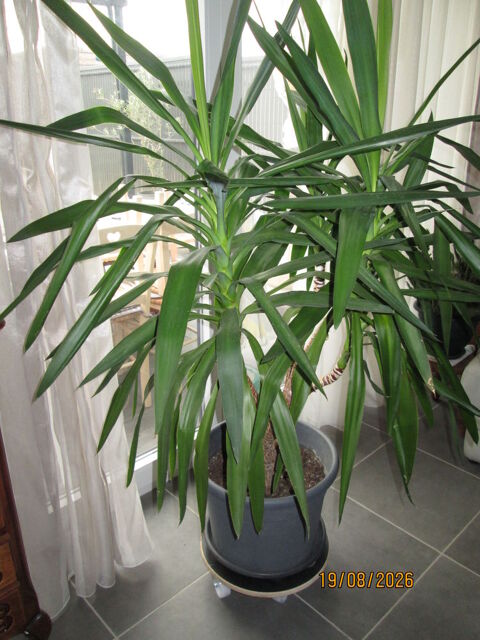 plante yucca Nieppe (59)