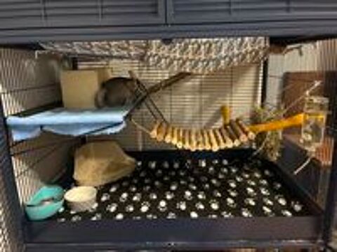   2 chinchilla + cage + accessoire 