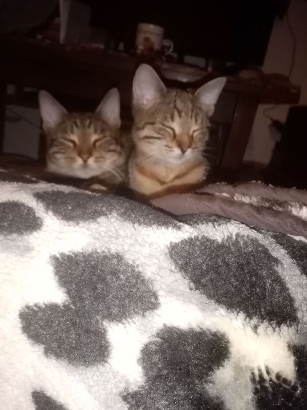   chat perdu 