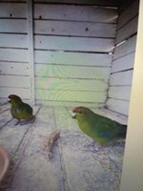   Couple kakariki  