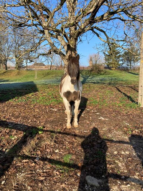 pension chevaux- anes 0 21250 Seurre