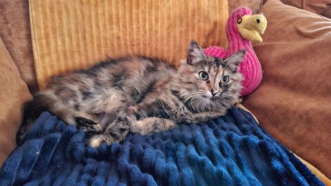 Plume, magnifique grande chatonne angora 300 06530 Saint-czaire-sur-siagne