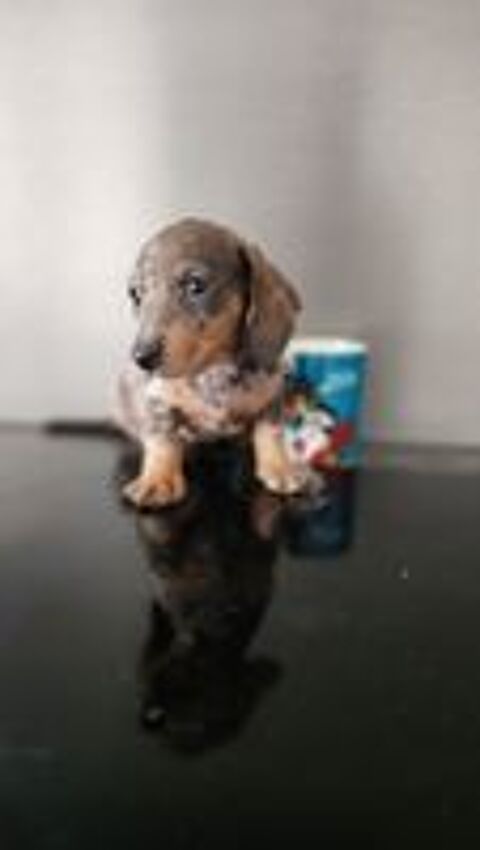   chiot teckel  poils ras  