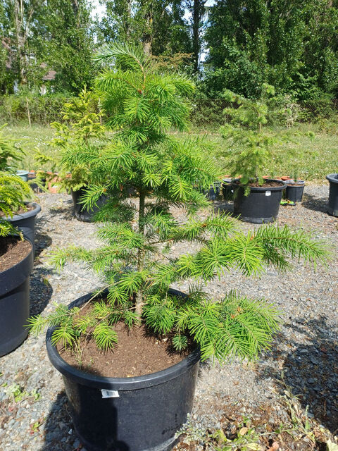 Sapin de NORDMANN 95 Tours (37)