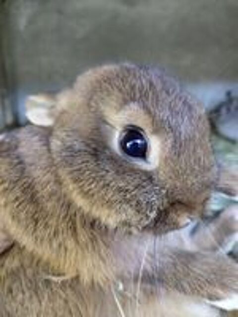   lapin nain 