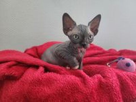   Chatons Sphynx Hairless Loof 