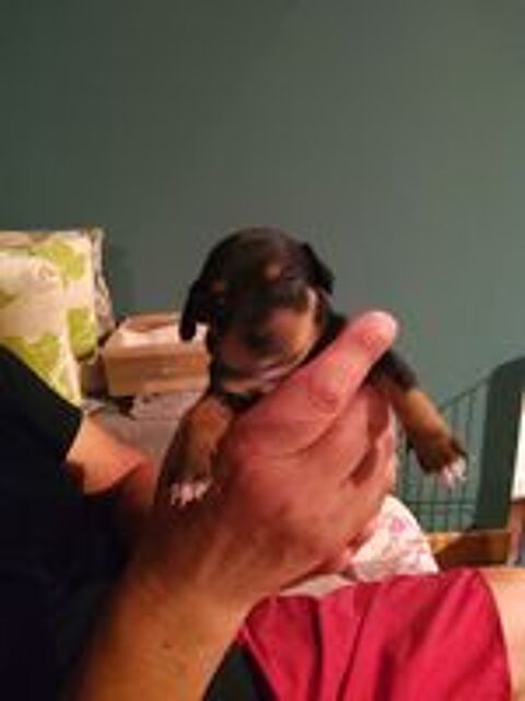   Chiot pinscher nain 
