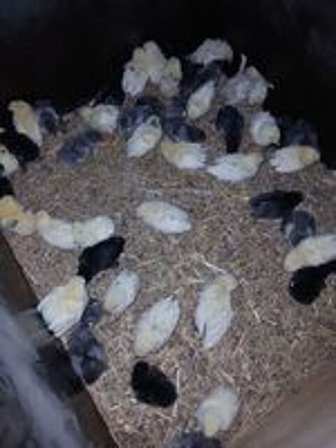    Poussins 