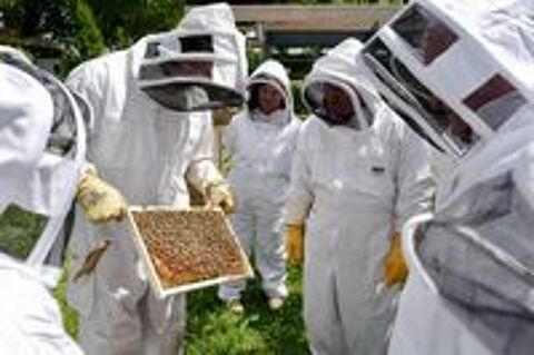   Apiculture Stages intensifs et d'élevage de reins 2026 