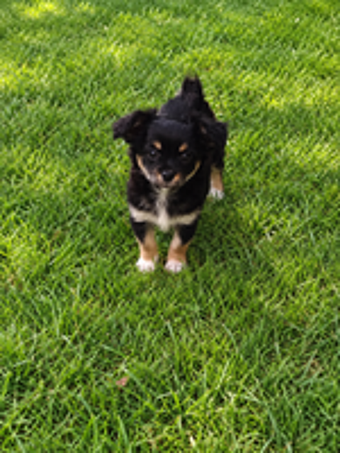   Disponible chiots chihuahua 