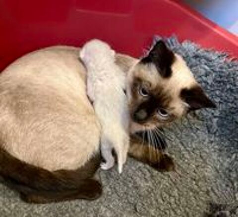  Chatons Siamois Thaï.
