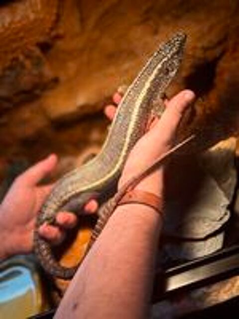   Gerrhosaurus validus 