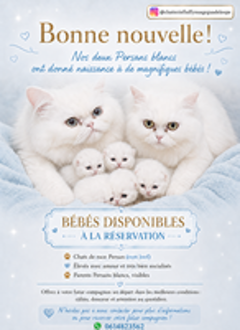   Chatons Persans blancs et Himalayen  