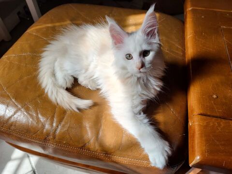 Chatons Maine-coon Disponibles 1600 17139 Dompierre-sur-mer