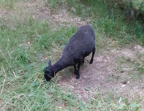 2 Brebis ouessant une noire une blanche 90 65400 Argelès-gazost
