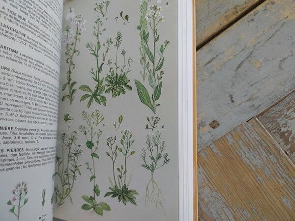 Livre Delachaux et Niestl&eacute; Guide des Fleurs sauvages Livres et BD