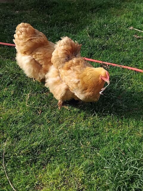 Poule cochin fauve 40 32400 Lannux
