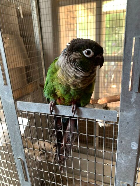 Pyrrhura Male 250 30620 Uchaud