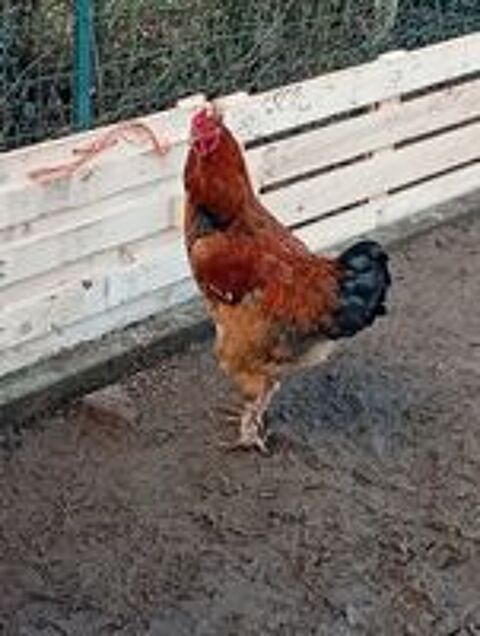   Coq  