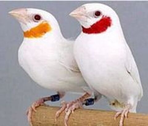   Cou coupé blanc  couple  