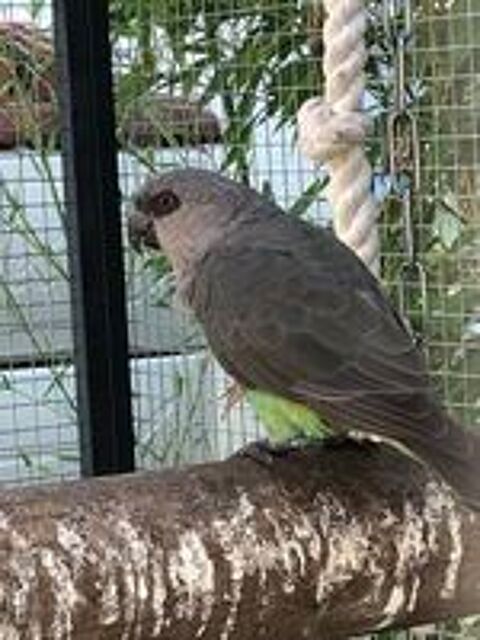   Poicephalus rufiventris 