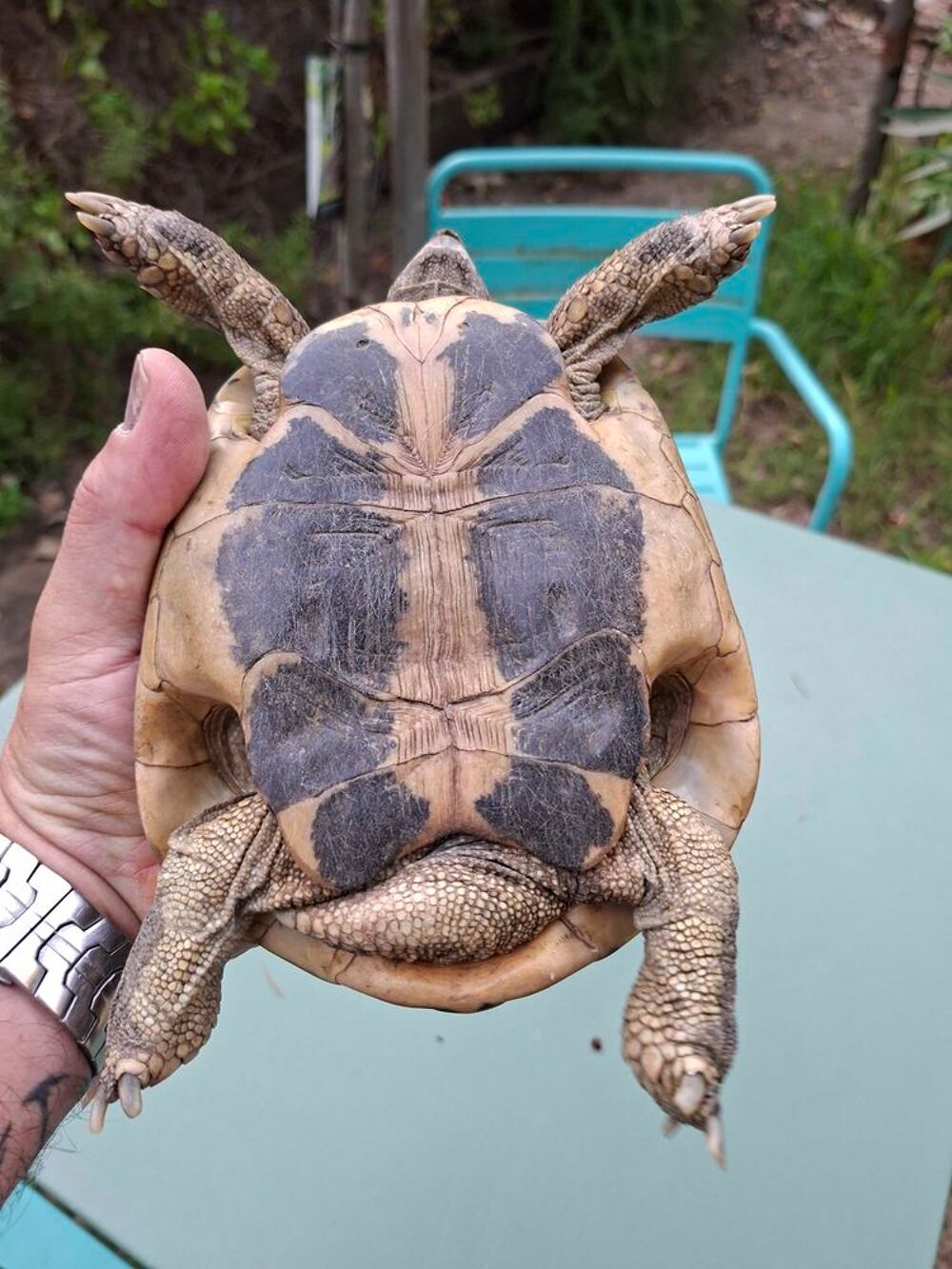 tortue male Hermann hermmanni Jardin