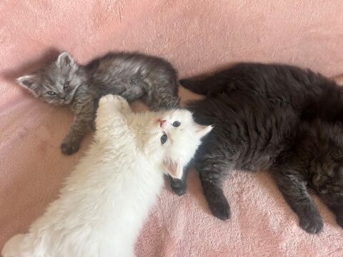 Port&eacute;e de 5 chatons ? Participation aux frais v&eacute;t&eacute;rinaires 0 21000 Dijon