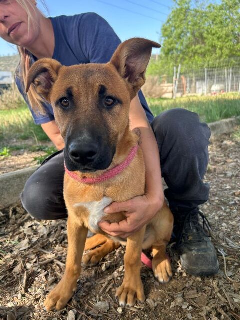 SAMI chiot femelle de 3 mois 220 24140 Douville