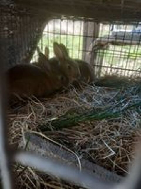   Lapins de garenne 