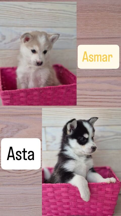 Pomsky f4 1500 24150 Lalinde