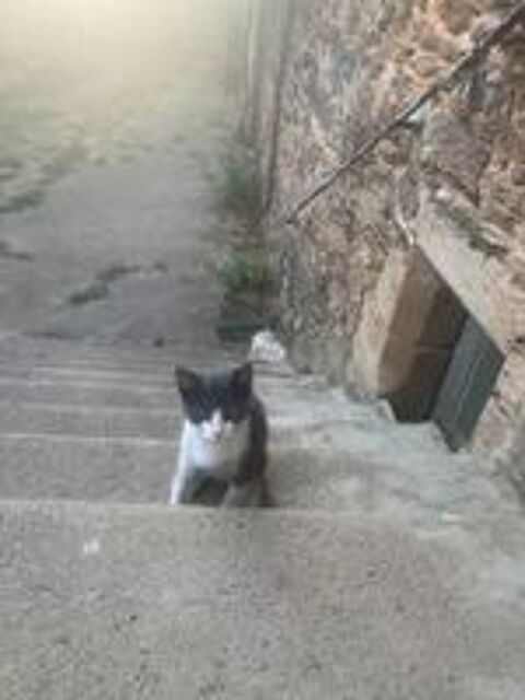   Chatons à donner 
