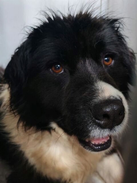 ARAP crois&eacute; border 5 ans 250 59300 Aulnoy-lez-valenciennes