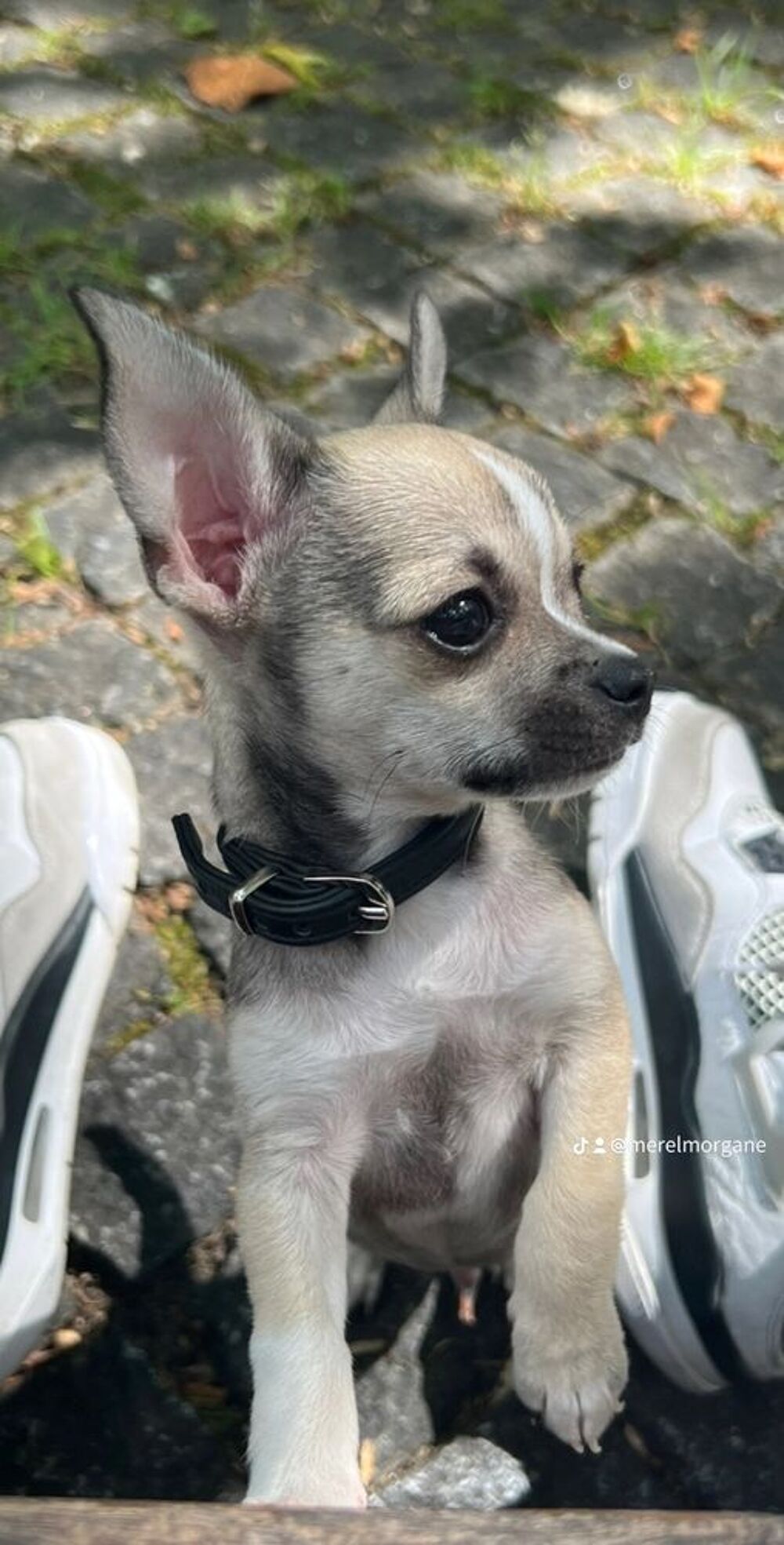   Chihuahua Femelle 